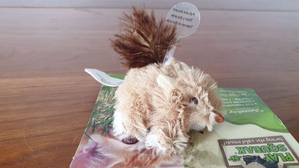 Scoiattolo Squirrel Scoiattolo Squirrel